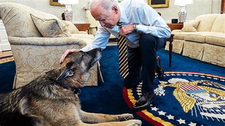 President Biden Welcomes New Puppy After Champ Dies: Meet Commander