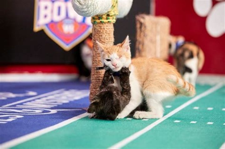 Kitten Bowl VI — PICS