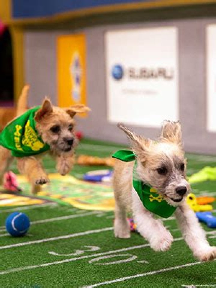 Pics Of The 2019 Games – Hollywood Life