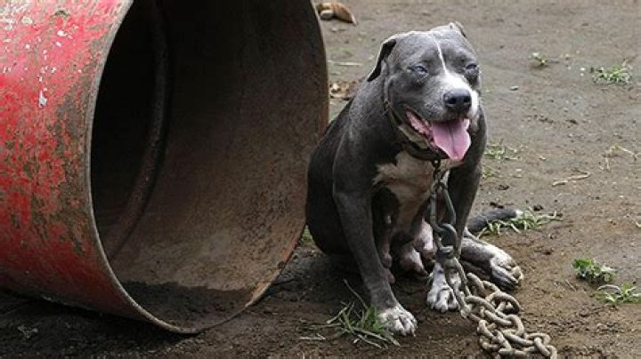 Why Did Pit Bulls Kill Bethany Lynn Stephens? Neglect Was A Factor – Hollywood Life